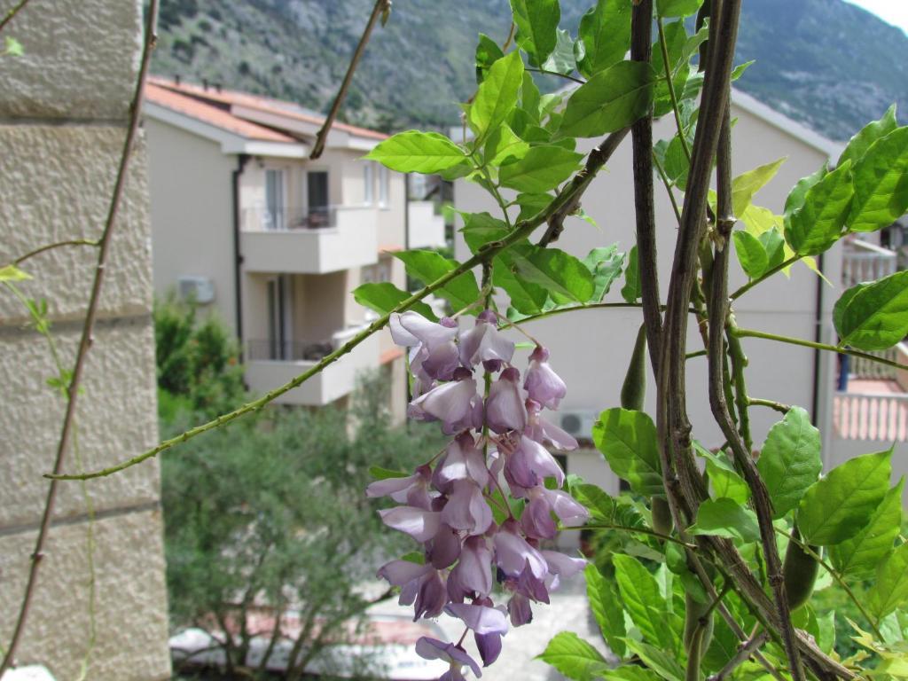 Apartment Kovacevic Kotor